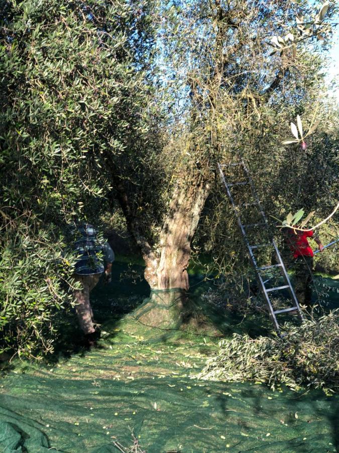 Il Borghetto Andrea Tafi Guest House Lamporecchio Ngoại thất bức ảnh
